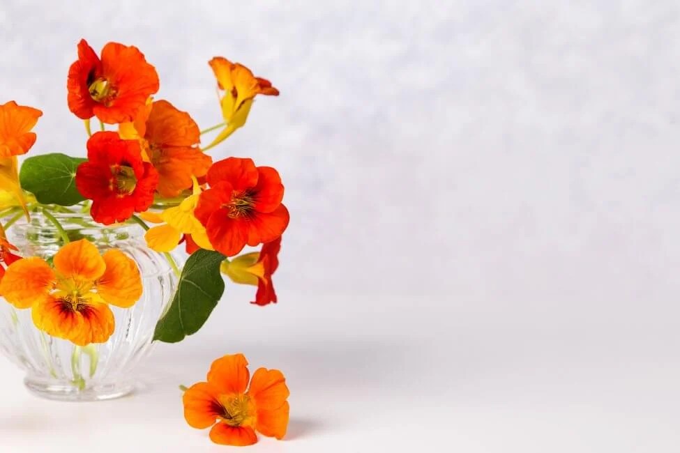 Nasturtium Symbolism What These Vibrant Blooms Represent Petal Republic