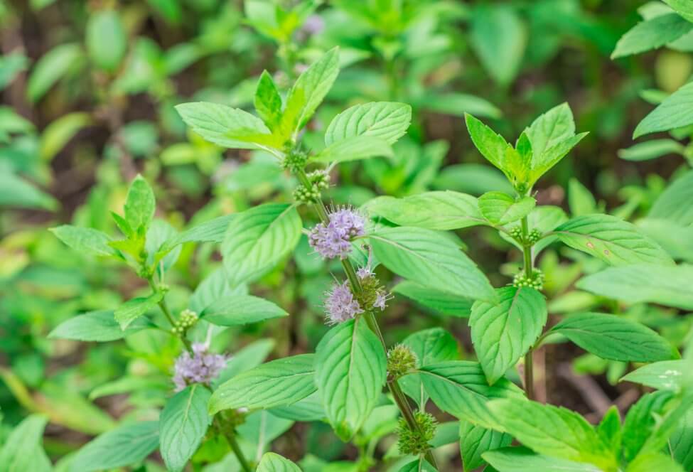 Exploring Mint's Significance in the Language of Flowers Petal Republic