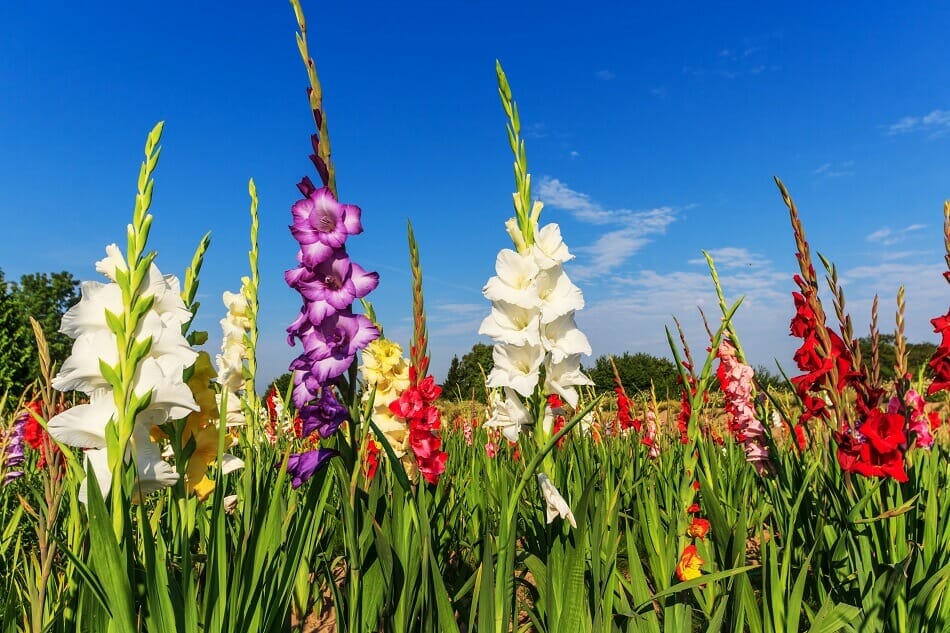 Ultimate Guide to Gladiolus Flower Meaning Petal Republic