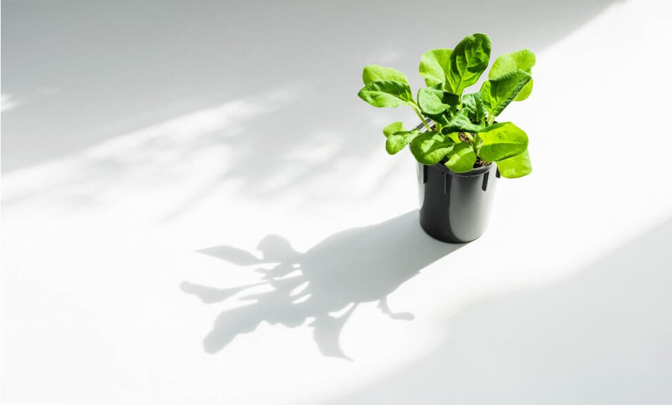 Artificial Lights for Plants Your Complete Guide Petal Republic