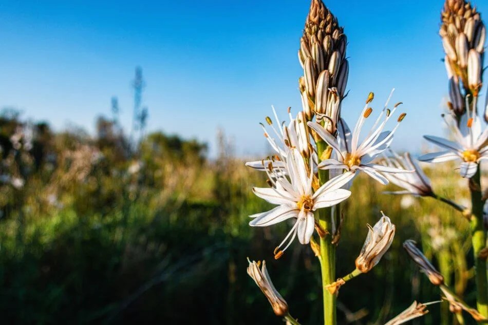 Asphodel Flower Meaning, Symbolism, and Uses Petal Republic