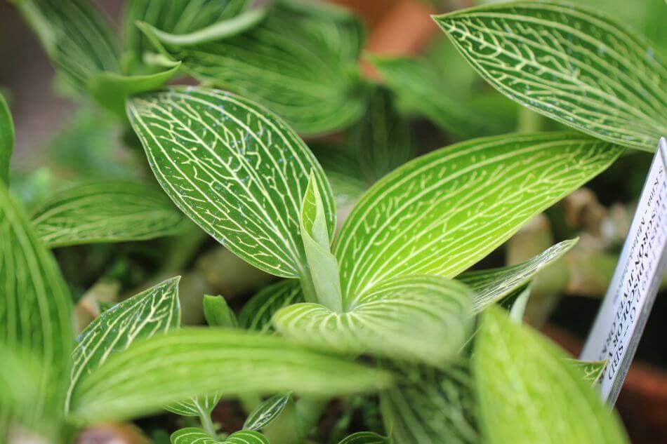 Jewel Orchid Care Your Complete Guide Petal Republic