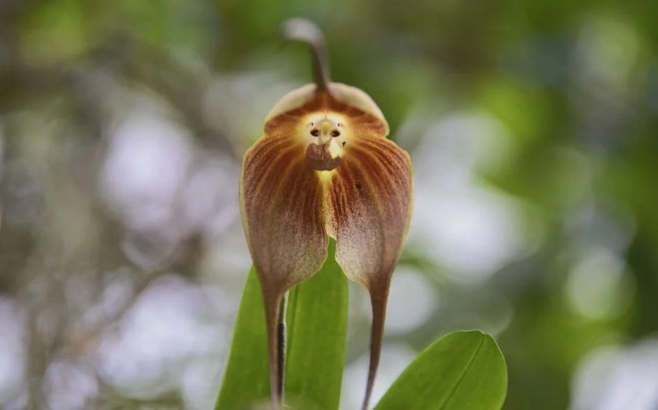 Monkey Face Orchids (Dracula simia) Your Complete Guide Petal Republic