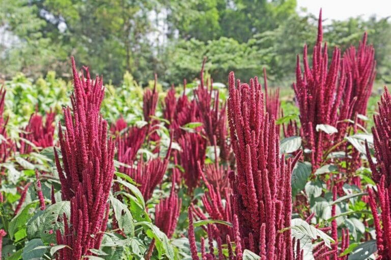 Amaranth Flower An Indepth Look at Their Meaning, Symbolism, and