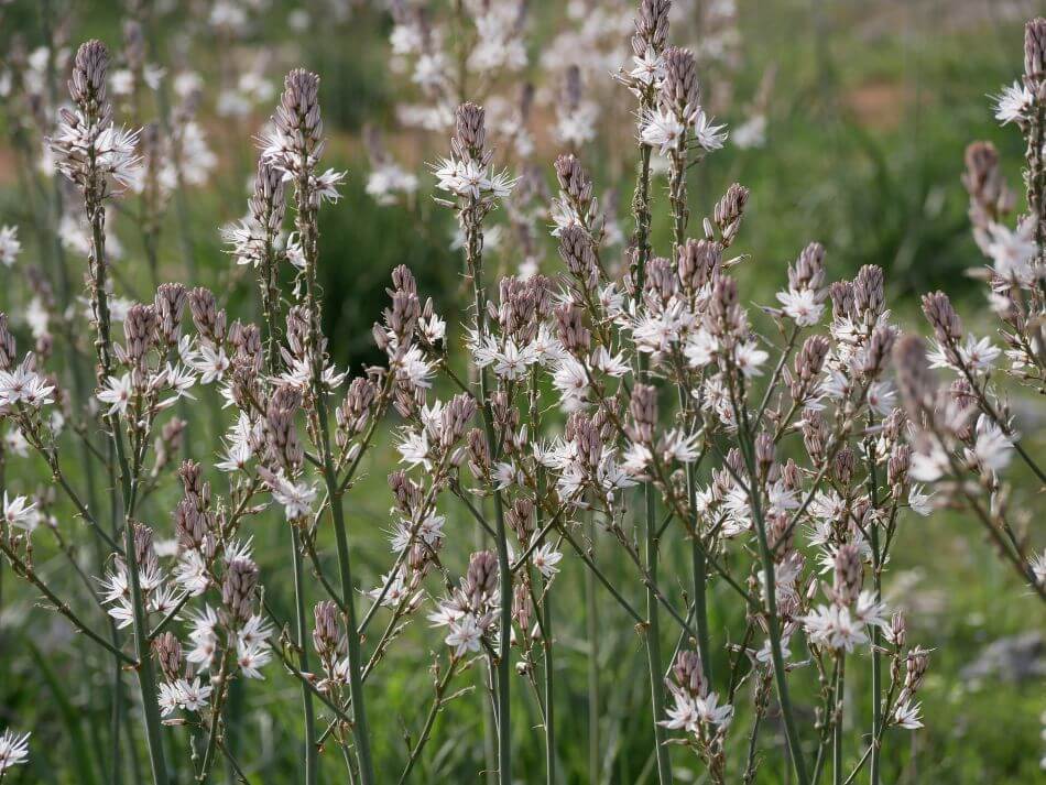 Asphodel Flower Meaning, Symbolism, and Uses Petal Republic