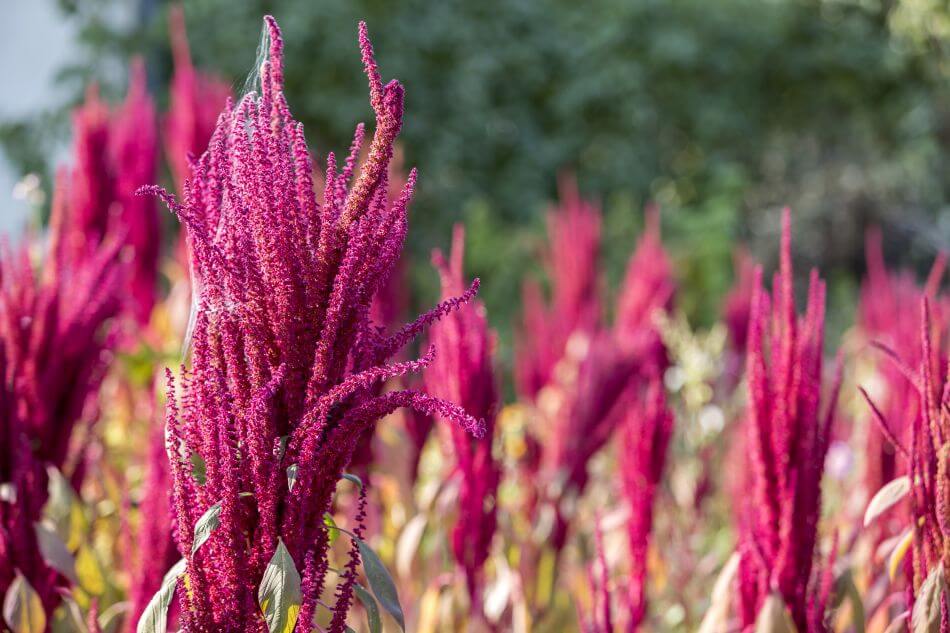 Amaranth Flower An Indepth Look at Their Meaning, Symbolism, and