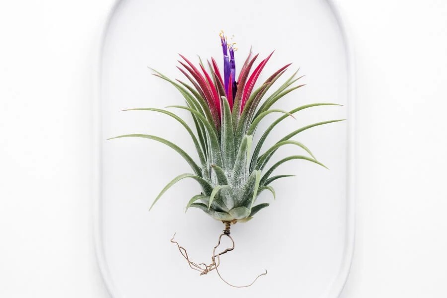 When and How to Prune Bromeliad Plants (Essential Tips) Petal Republic