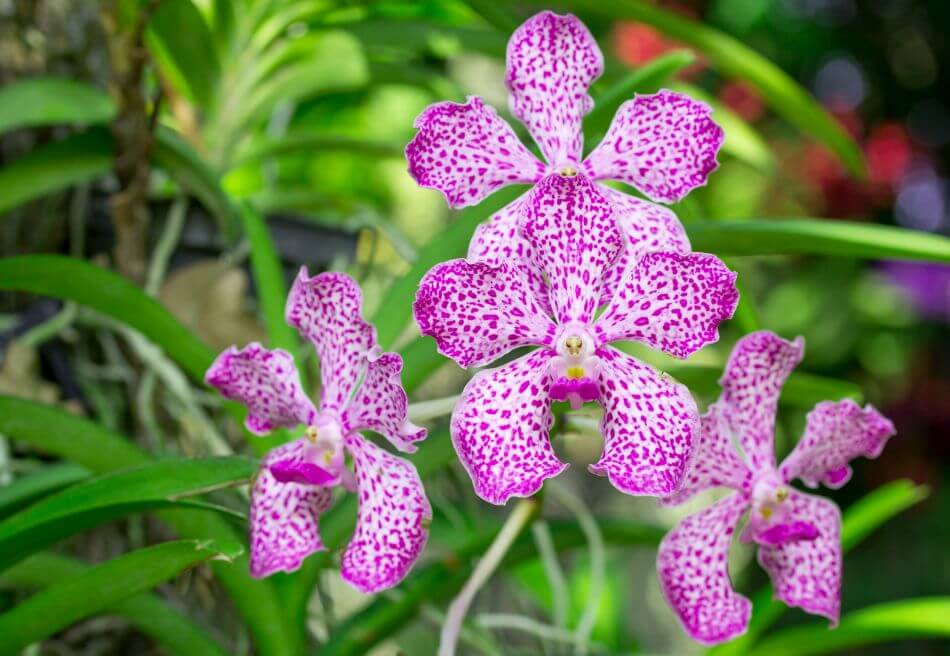 43 Most Popular Types of Orchid Plants Petal Republic