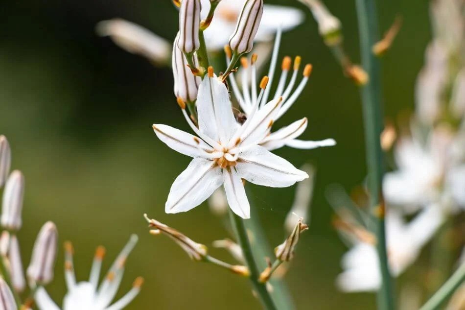 Asphodel Flower Meaning, Symbolism, and Uses Petal Republic