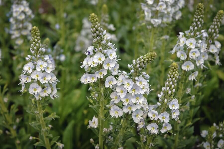 Speedwell (Veronica) Flower Meaning, Types, and Uses Petal Republic