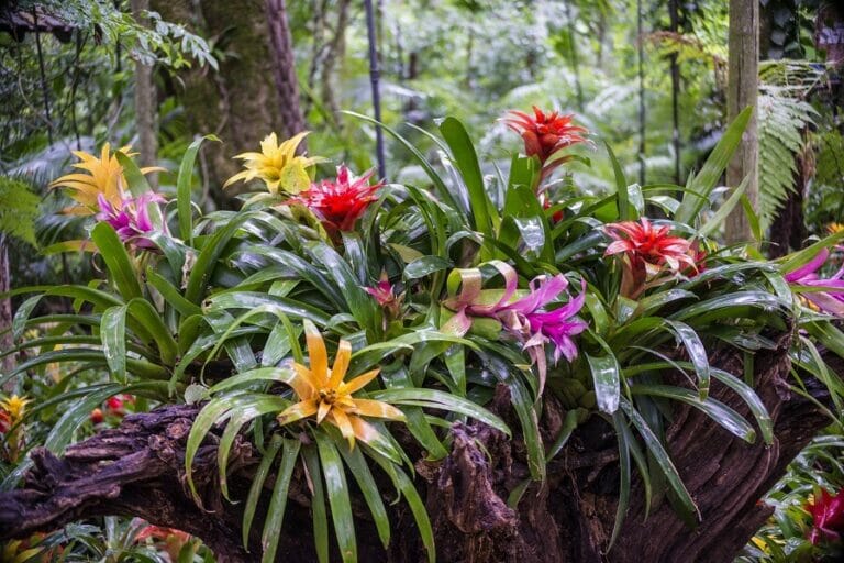 Bromeliad Plant Light Requirements (Essential Tips) Petal Republic