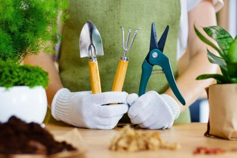 When and How to Prune Bromeliad Plants (Essential Tips) Petal Republic