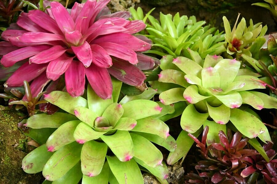 When and How to Water Bromeliad Plants (Essential Tips) Petal Republic
