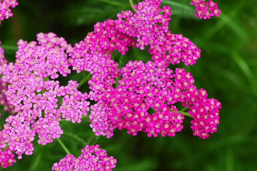 Ultimate Guide to Yarrow (Achillea millefolium) Petal Republic
