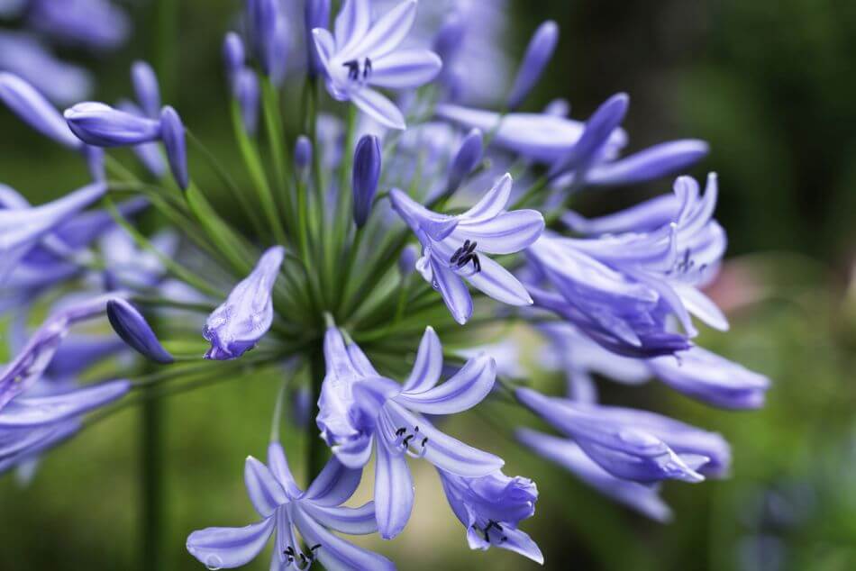Ultimate Guide to Blue Flower Meaning and Symbolism Petal Republic