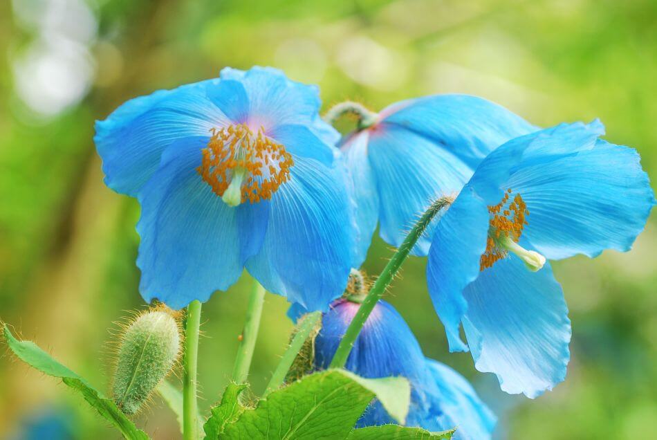 Blue Flowers Their Meaning, Symbolism, and Cultural Significance