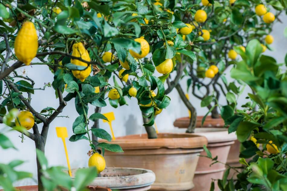 The Best Soil for Indoor Citrus Trees Petal Republic