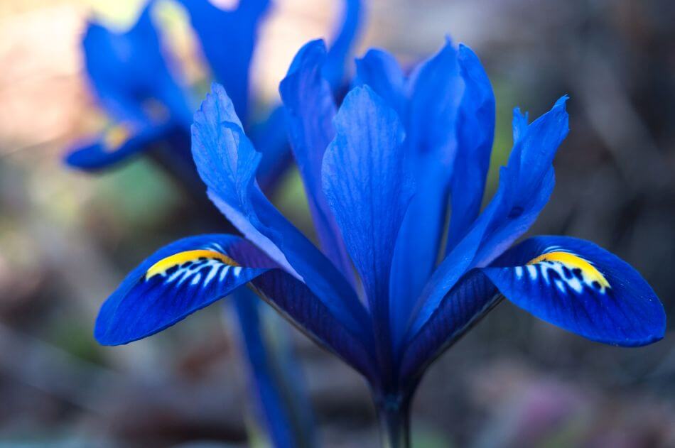 Ultimate Guide to Blue Flower Meaning and Symbolism Petal Republic