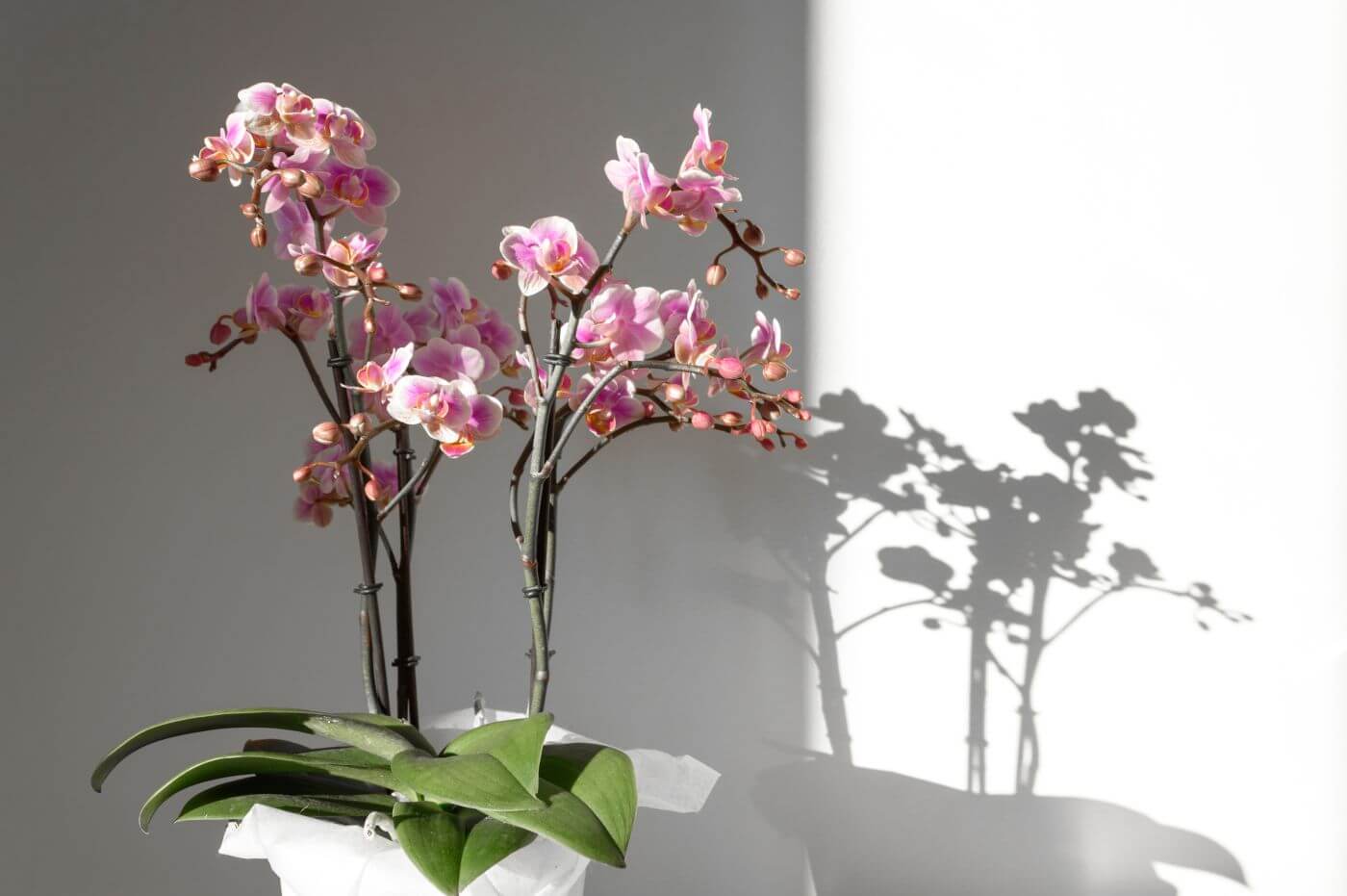 Ultimate Guide to Orchid Plant Light Requirements Petal Republic