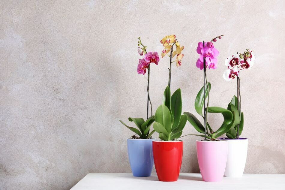 9 Best Feng Shui Plants for the Living Room Petal Republic