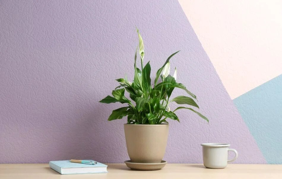 9 Best Feng Shui Plants for the Living Room Petal Republic