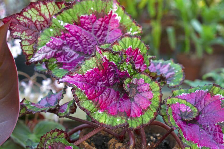 Ultimate Guide to Rex Begonia Plant Care at Home Petal Republic