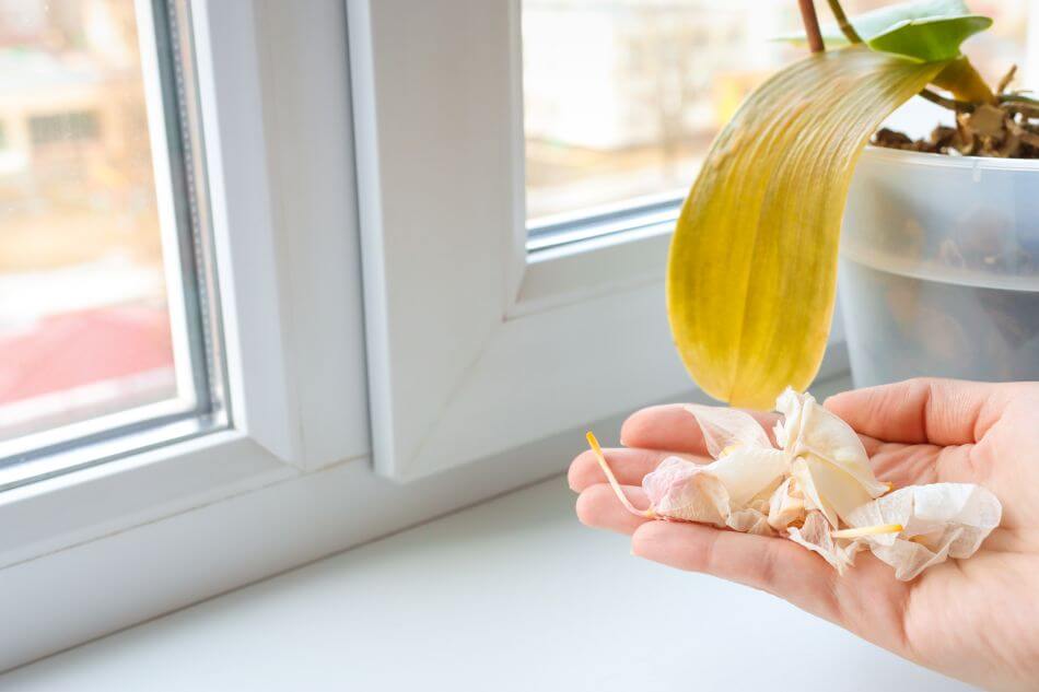 Ultimate Guide to Orchid Plant Light Requirements Petal Republic
