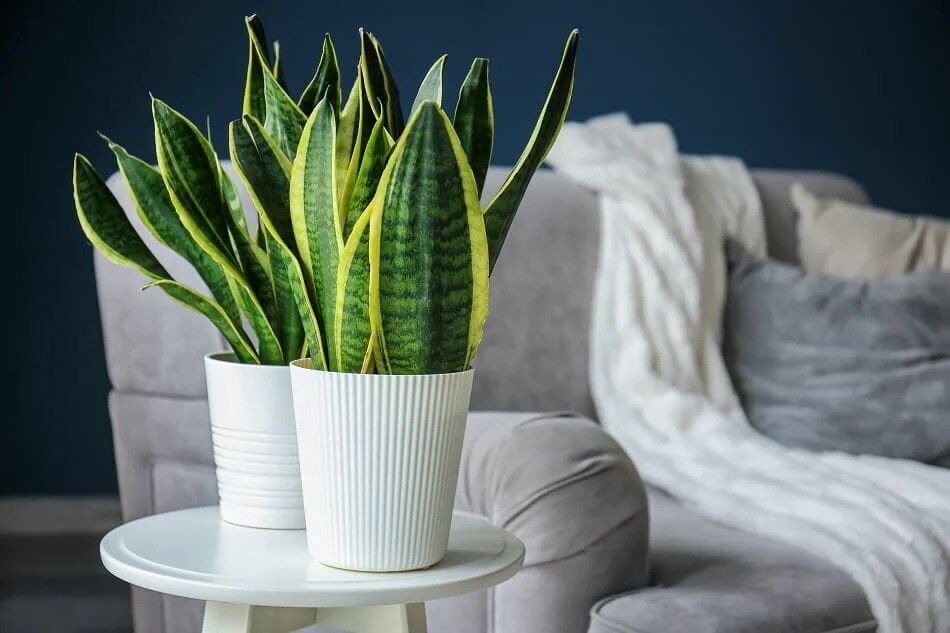 Best (and Worst) Feng Shui Plants for the Home or Office Petal Republic