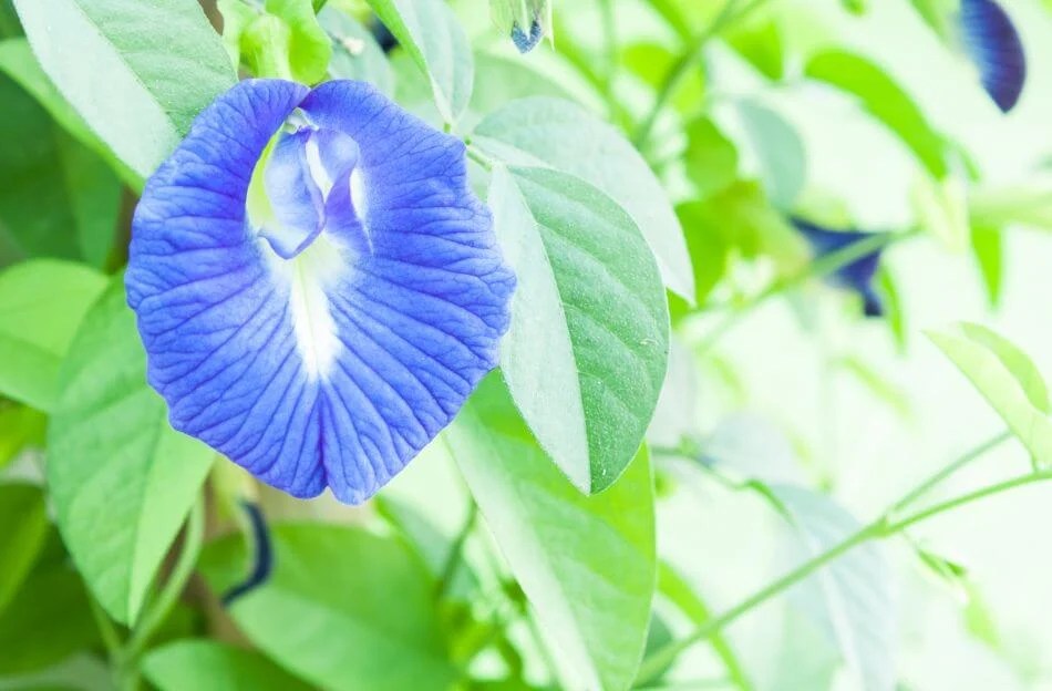 Blue Flowers Their Meaning, Symbolism, and Cultural Significance
