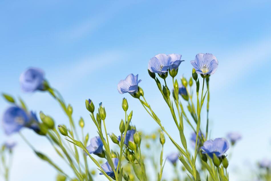Ultimate Guide to Blue Flower Meaning and Symbolism Petal Republic