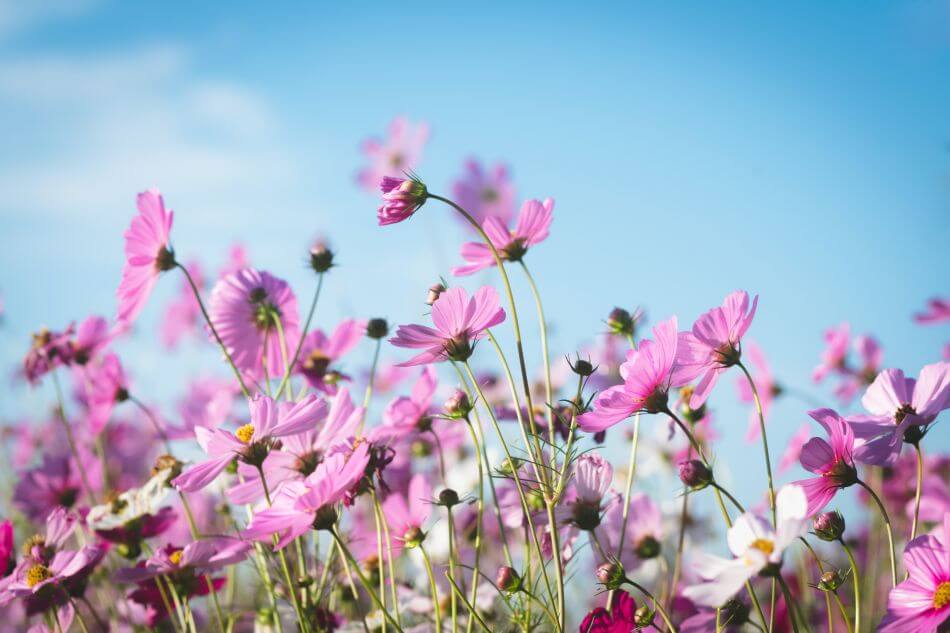 Ultimate Guide to Pink Flower Meaning and Symbolism Petal Republic