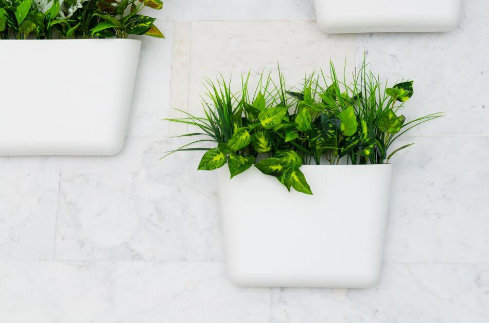 8 Best Feng Shui Plants for the Bathroom Petal Republic