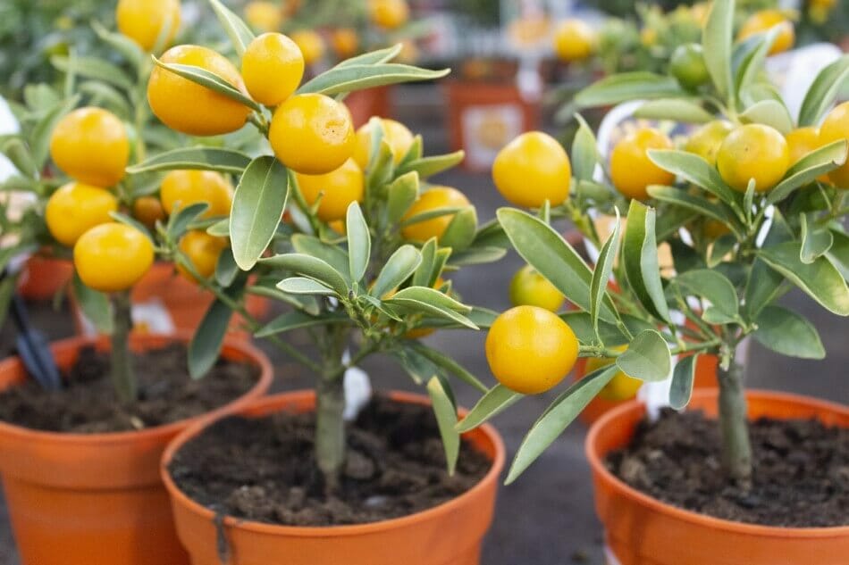 The Best Soil for Indoor Citrus Trees Petal Republic