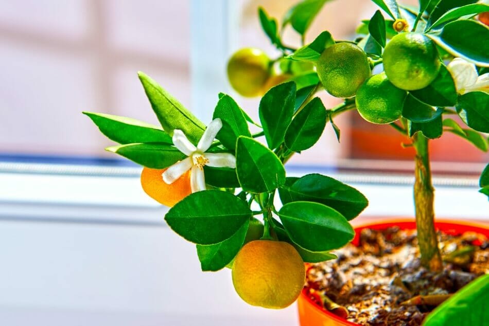 Indoor Citrus Tree Dropping Leaves (Causes & Cures) Petal Republic