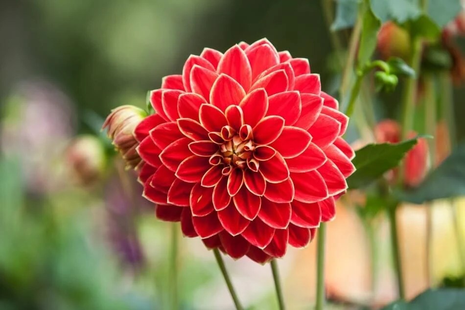Ultimate Guide to Red Flower Meaning and Symbolism Petal Republic