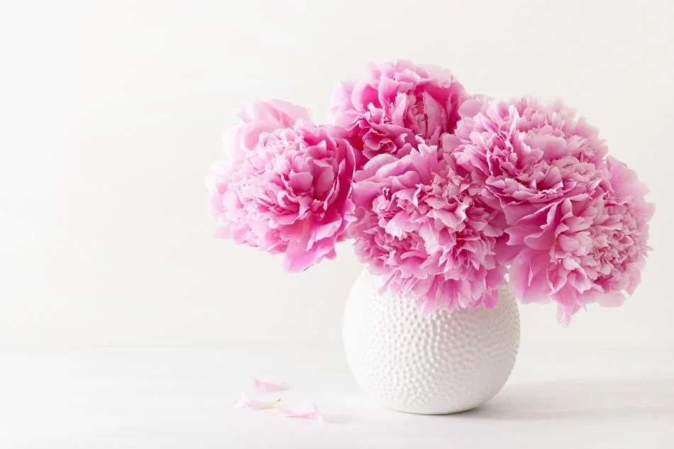 10 Best Feng Shui Plants for Your Office Desk Petal Republic