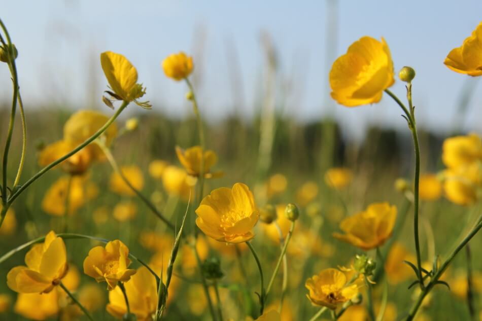 Ultimate Guide to Buttercup Flower Meaning & Symbolism Petal Republic