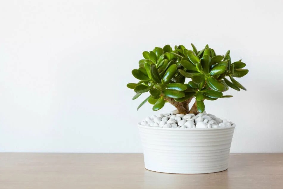 10 Best Feng Shui Plants for Your Office Desk Petal Republic