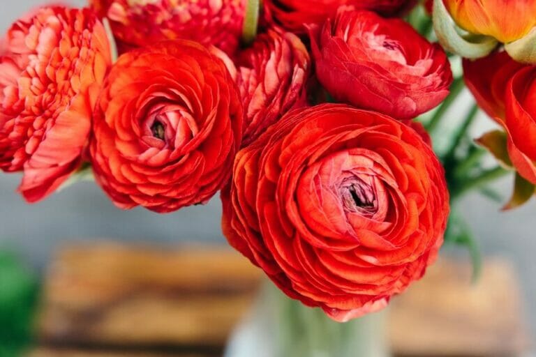 Ultimate Guide to Red Flower Meaning and Symbolism Petal Republic
