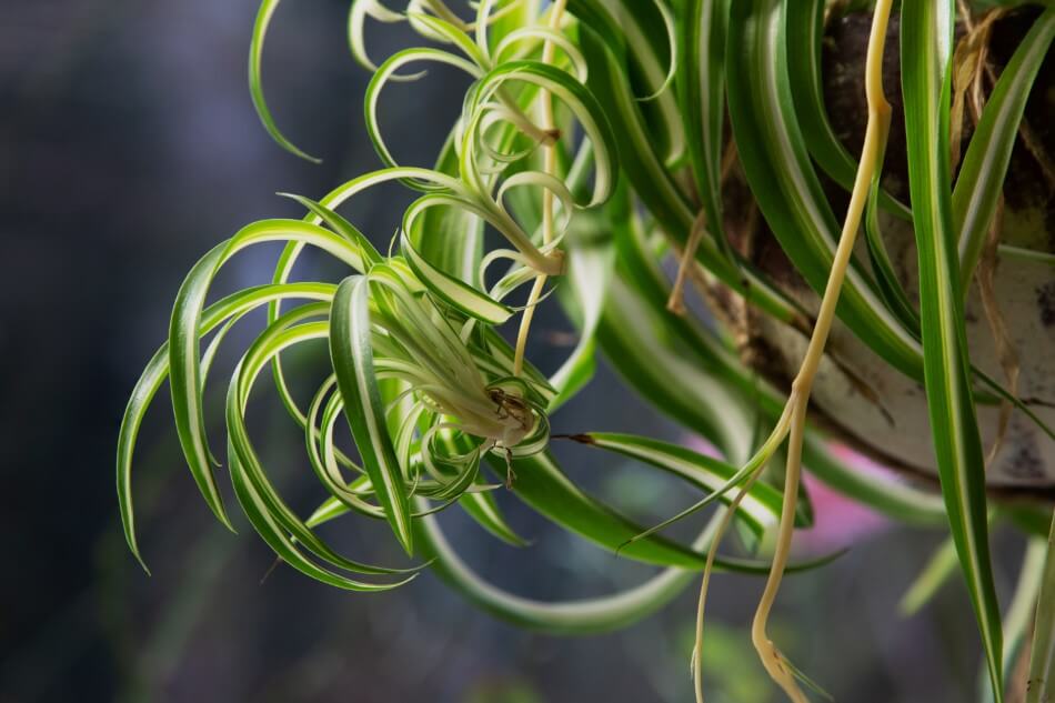 The Best Soil Mix for Spider Plants (Essential Tips) Petal Republic