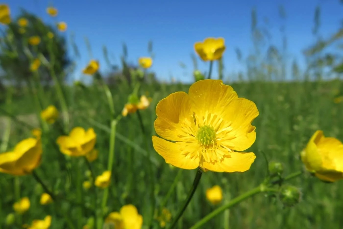 Everything You Need To Know About Buttercups, 45 OFF