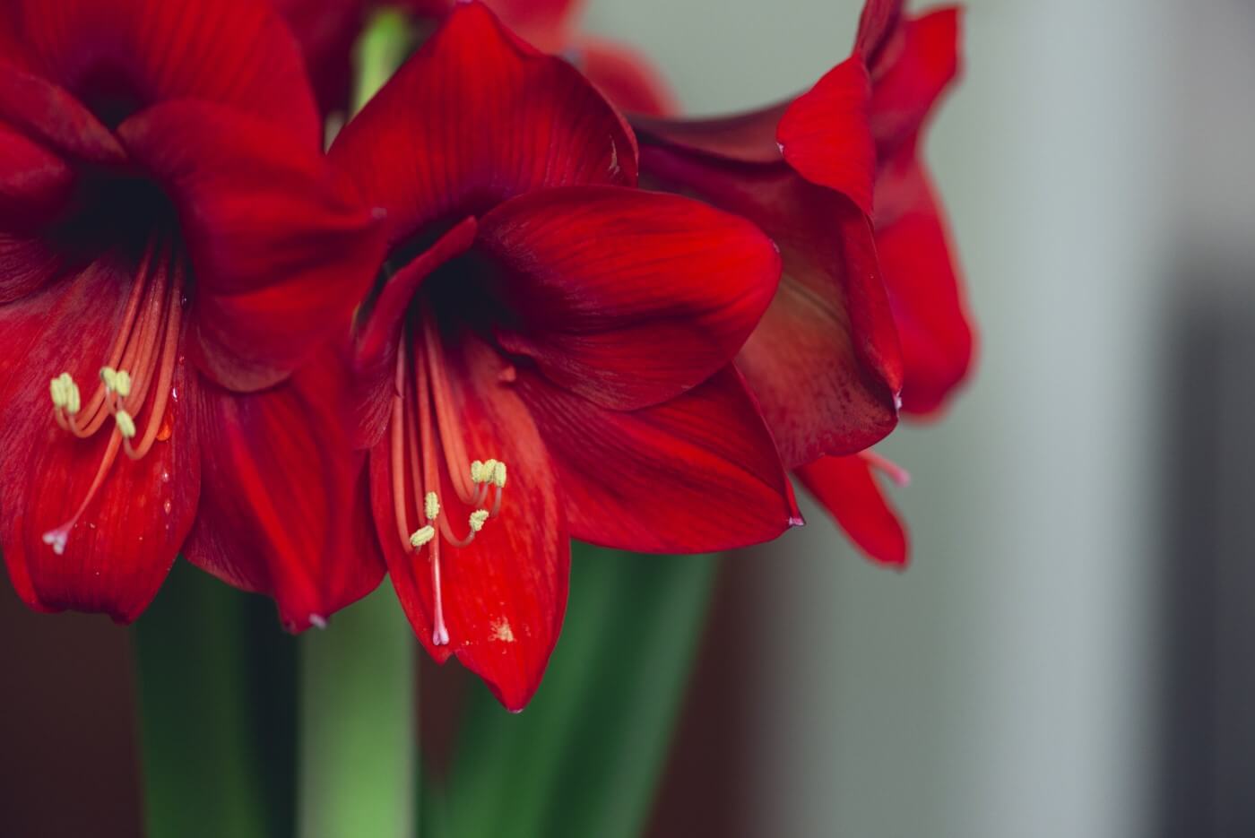 Ultimate Guide to Red Flower Meaning and Symbolism Petal Republic