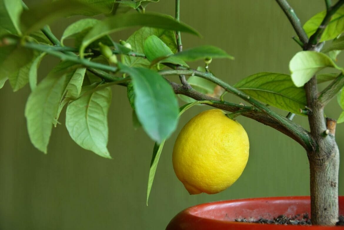 Expert Tips Proper Watering Schedule for Indoor Citrus Trees Petal