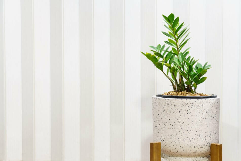 10 Best Feng Shui Plants for Hallways Petal Republic