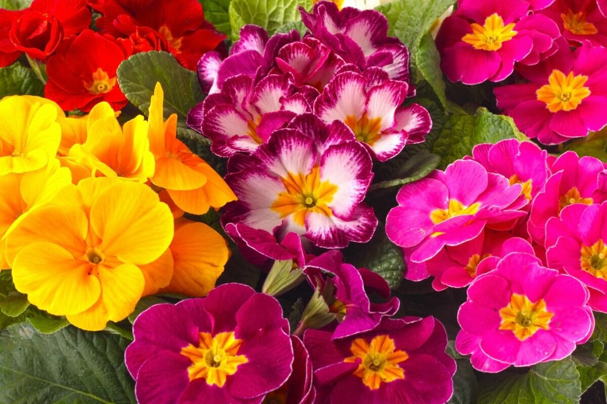 Ultimate Guide to Primrose Flower Meaning and Symbolism Petal Republic