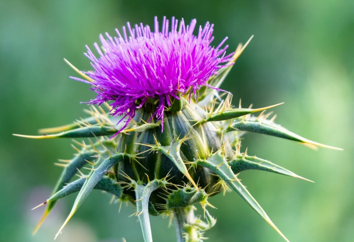 Ultimate Guide to Thistle Flower Meaning (Cirsium) Petal Republic