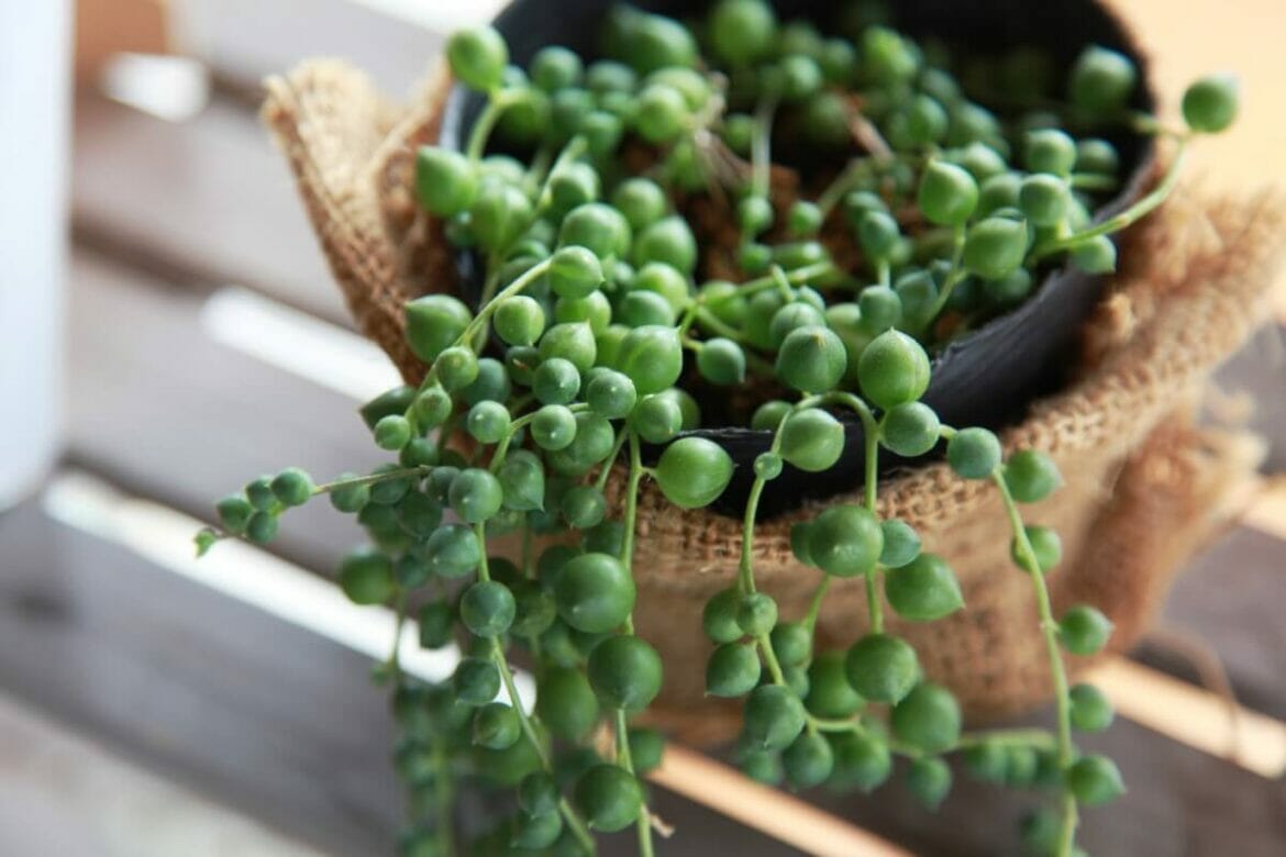 Ultimate Guide to String of Pearls Plant Care at Home Petal Republic