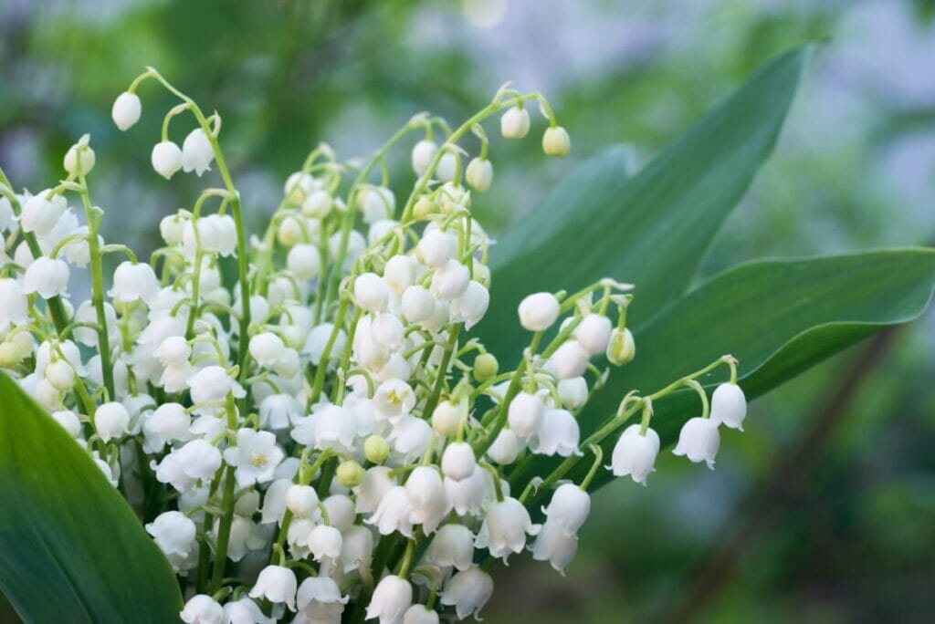 Ultimate Guide to Lily of the Valley Flower Meaning Petal Republic