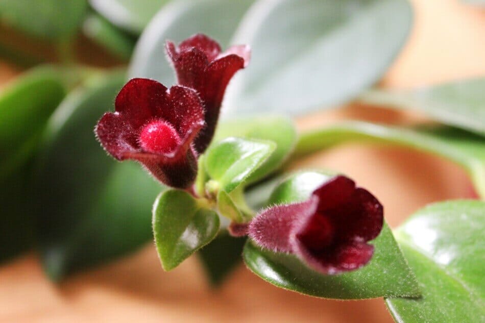 Ultimate Guide to Lipstick Plant Care at Home (Aeschynanthus Radicans