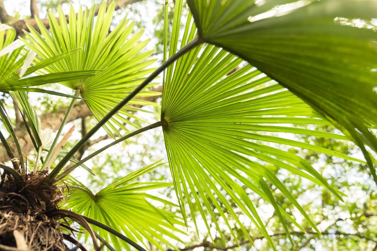 Ultimate Guide to Chinese Fan Palm Care at Home Petal Republic